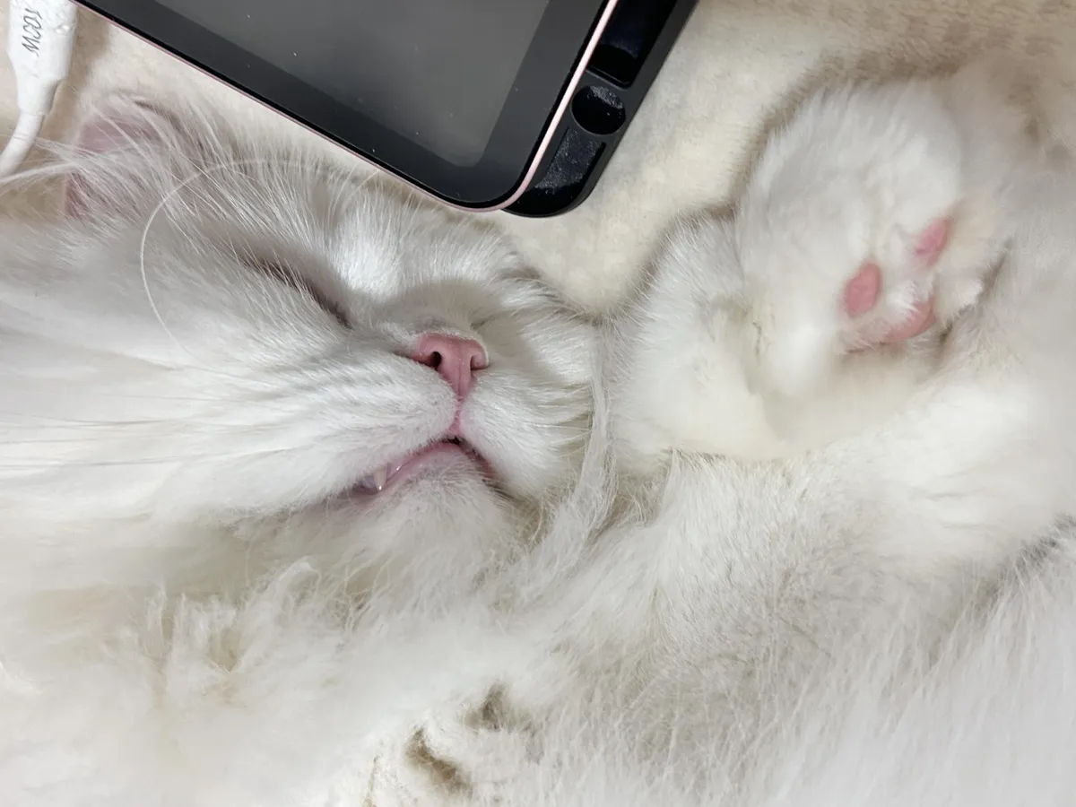 Share a pic of your cat sleeping, I’ll go first