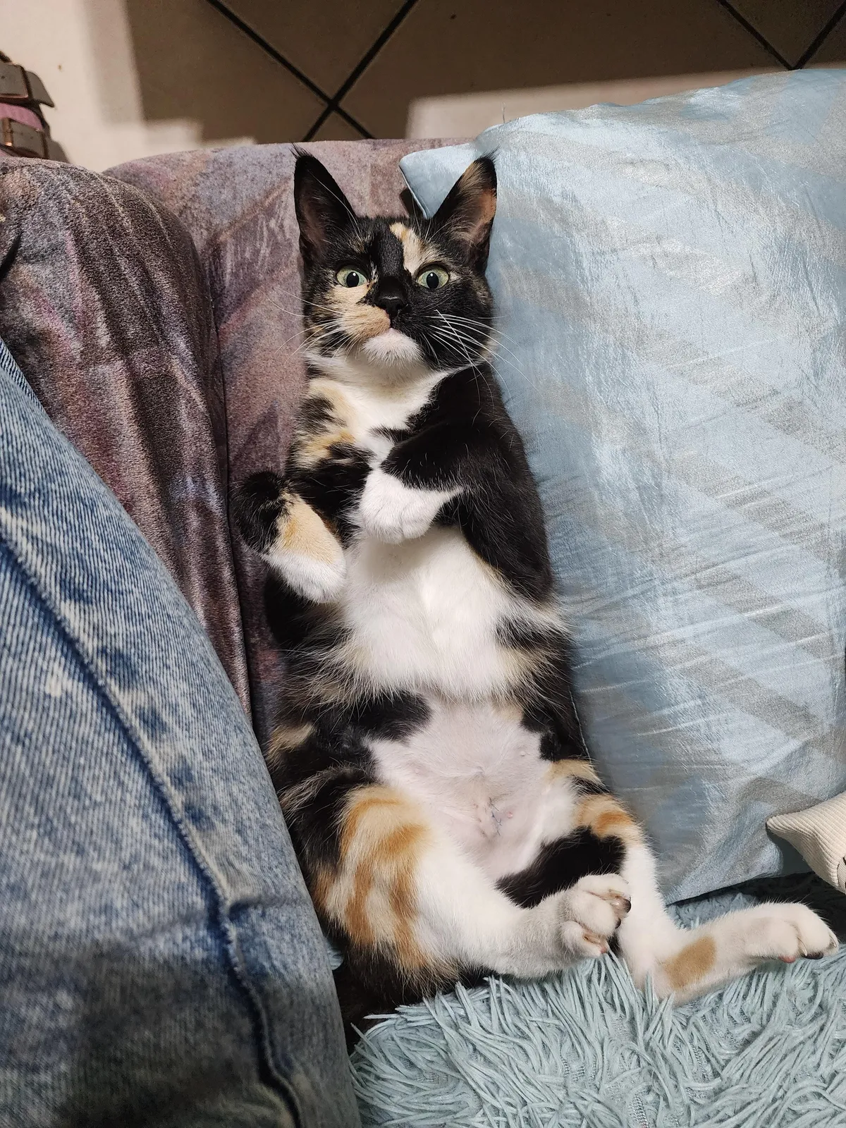 My parents' new rescue, Sophie. She just got her stitches out.