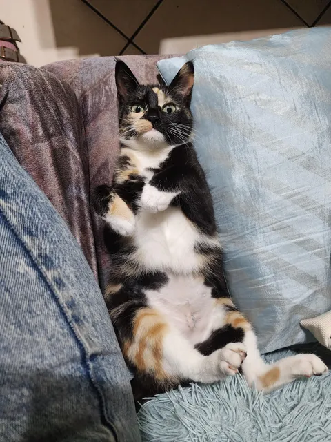 My parents' new rescue, Sophie. She just got her stitches out.