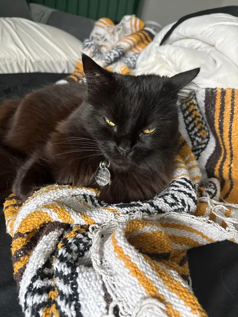 I just had top surgery :) and these two won’t leave my side