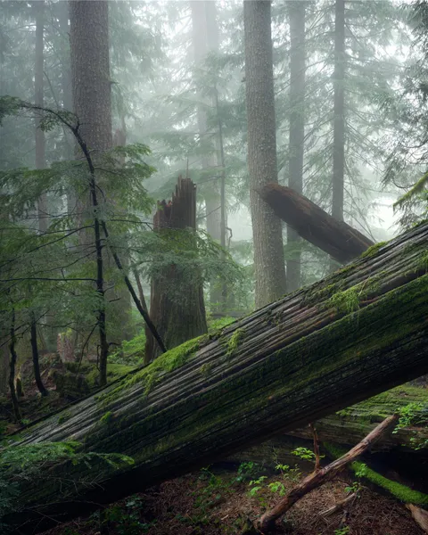 West Vancouver, BC, Canada (OC)(1520x1900)