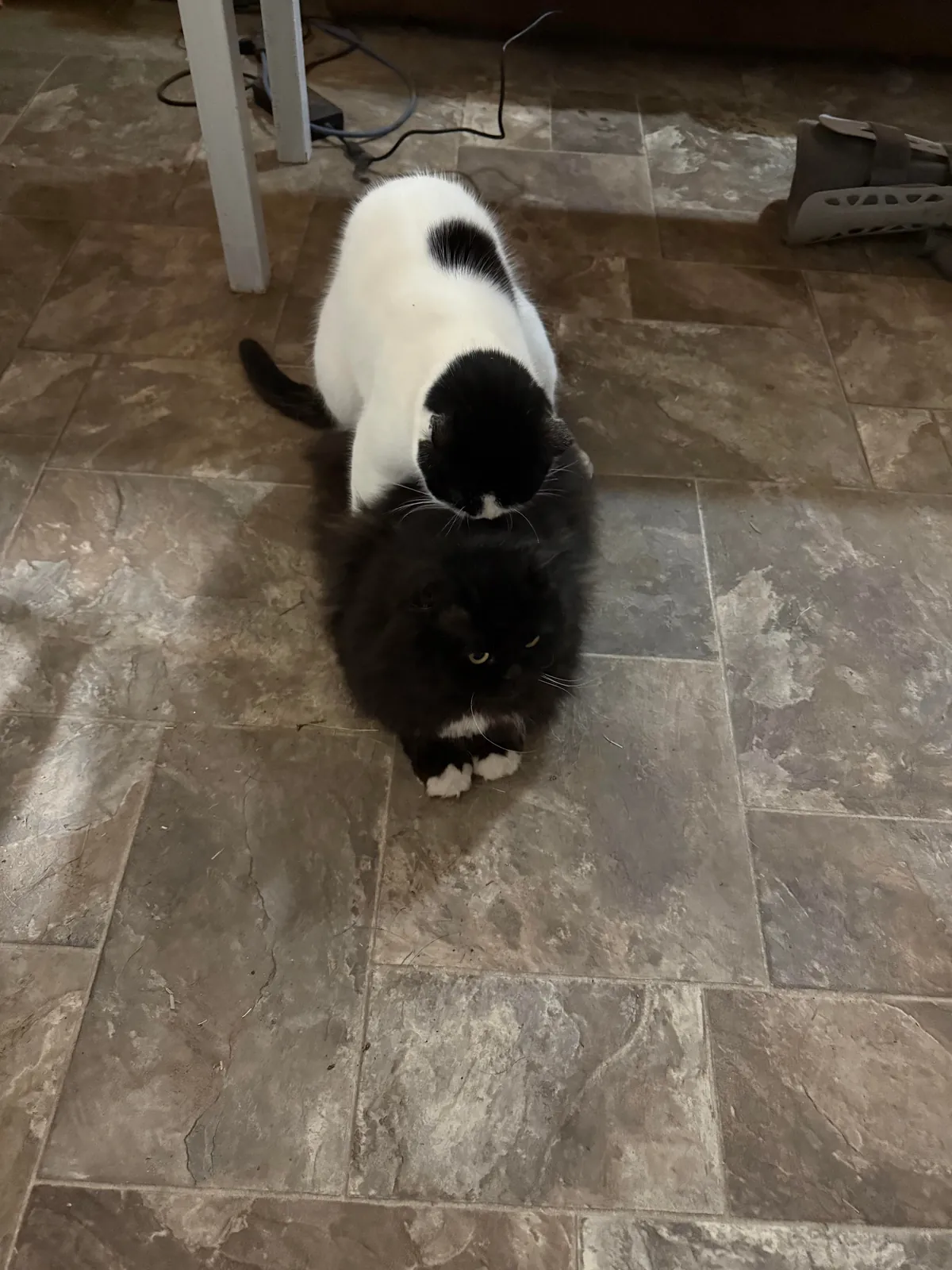 Pazuzu bugging Murphy, even when he tries to get away.