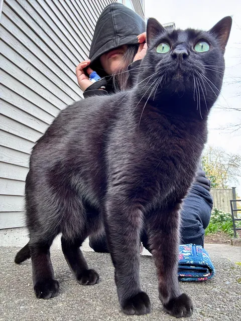 Greeting and protecting me as I arrive home