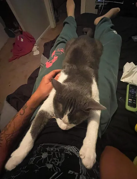 Does my cat know my mom passed?