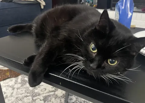 This is Ganon. Ganon just quite literally ate his small human’s homework.