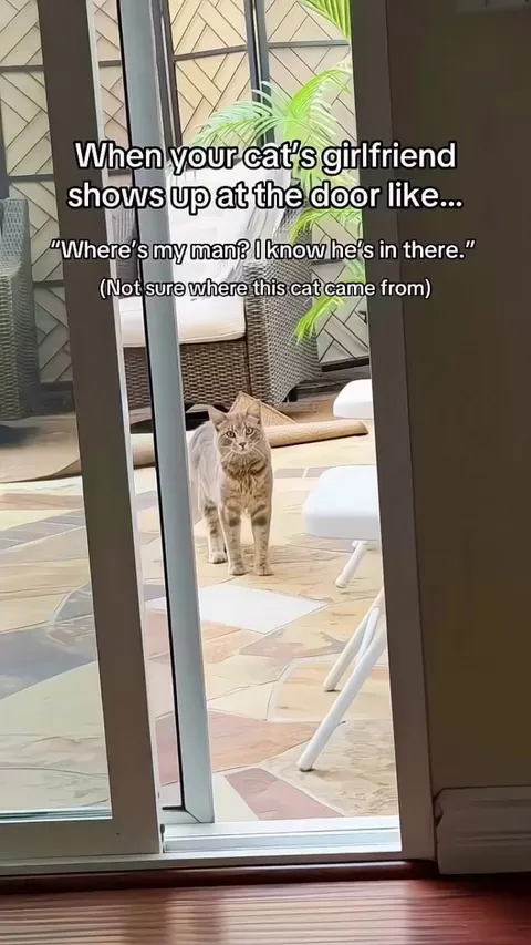 Cat comes looking for her boyfriend