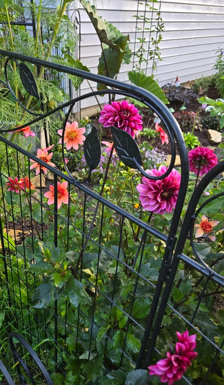 Transformed a small space behind my garage into my dream garden🌻2023 vs. 2024 