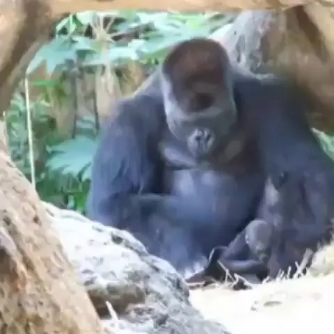 Haoko the Gorilla loves spending time with his kids, but his missus doesn't allow it when they're too young, so he "abducts" them, forcing the mom into a harmless, playful chase. It's sort of a family tradition, as he did it with all 3 of his kids