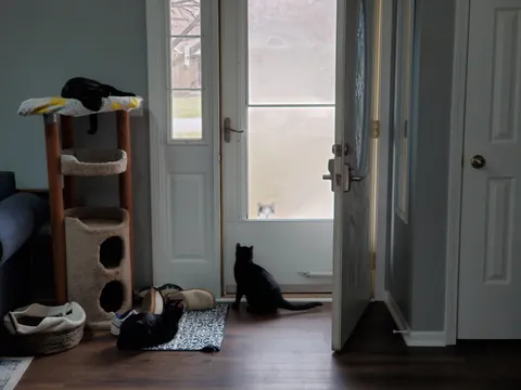 Upgrade for the neighborhood stray