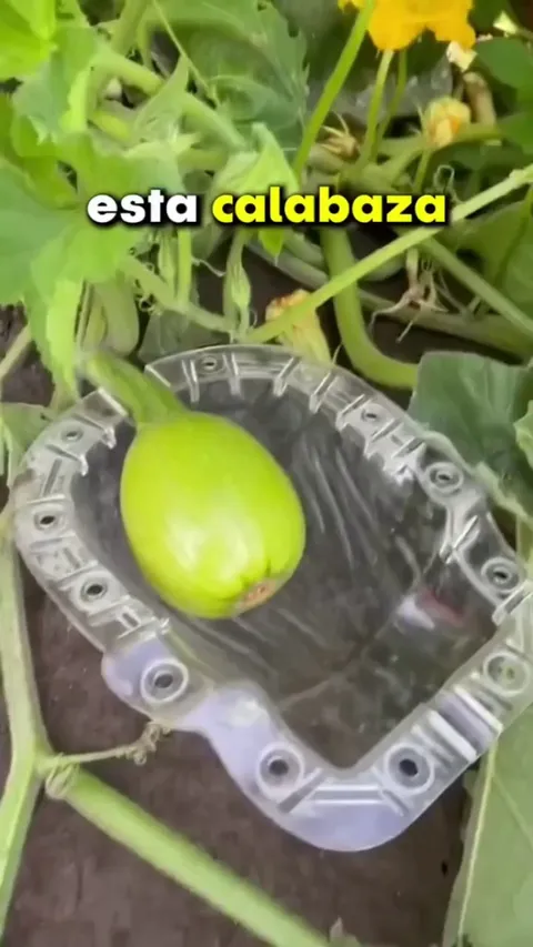 Very special pumpkins!