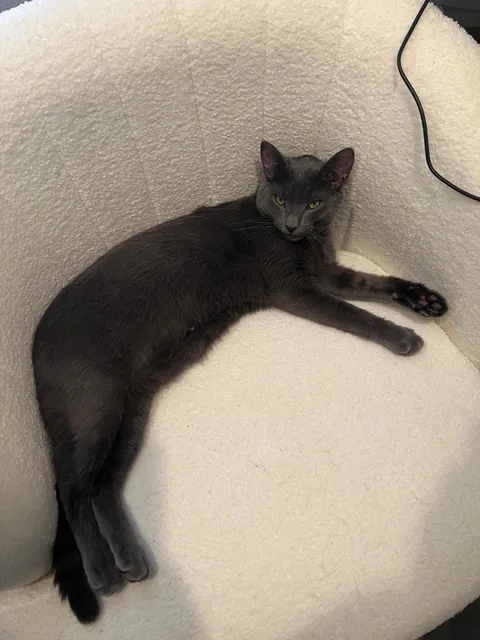 A year ago, this little nugget was found inside a Humvee. Introducing Midnight.