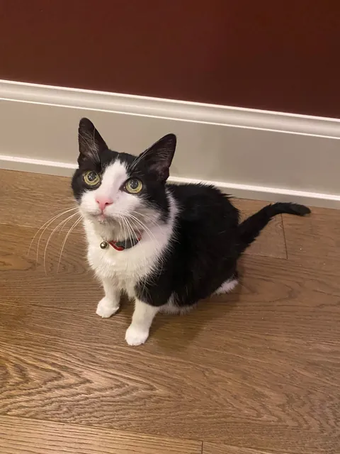 I’m saying goodbye to Pebbles tomorrow. She is still so loved.