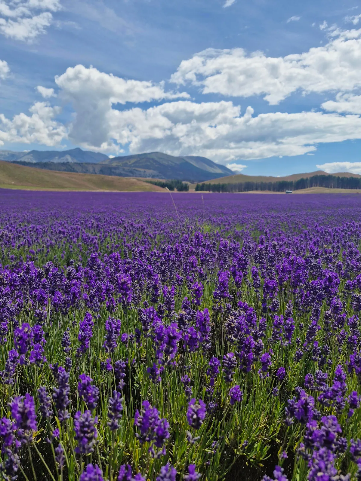 Short &amp; Sweet one week trip to New Zealand 