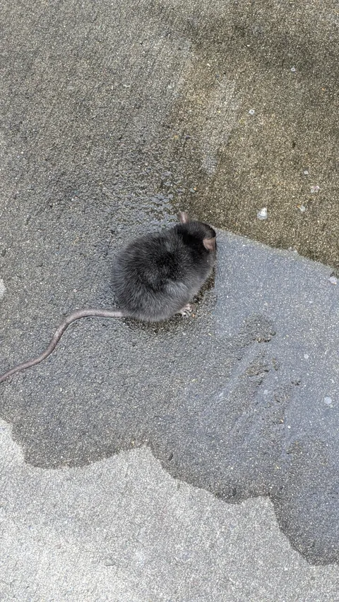 Can I take this little guy home?