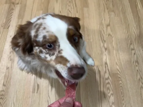 [homemade] mushroom, onion and swiss dogs