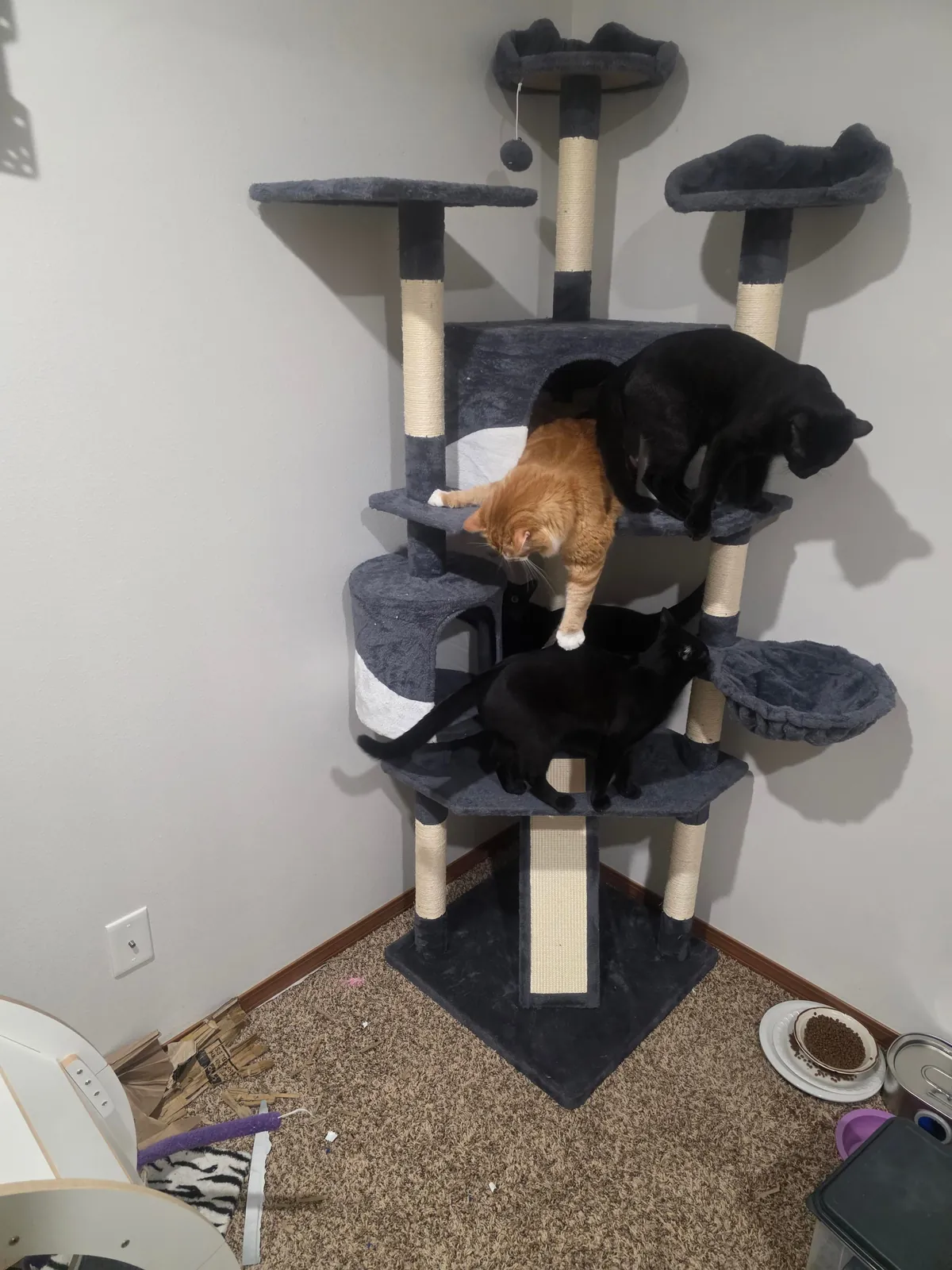 1 year with since I brought this girl home, pregnant with 5 kittens