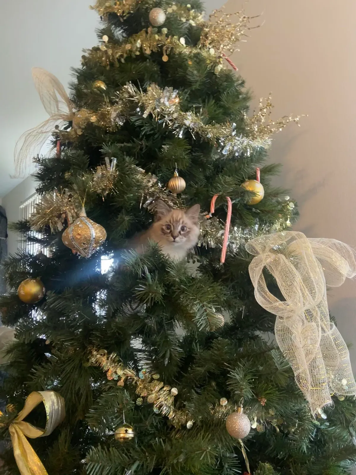 My boyfriend and i noticed a new ornament in the tree….
