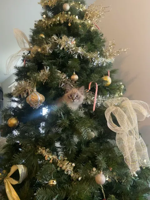 My boyfriend and i noticed a new ornament in the tree….