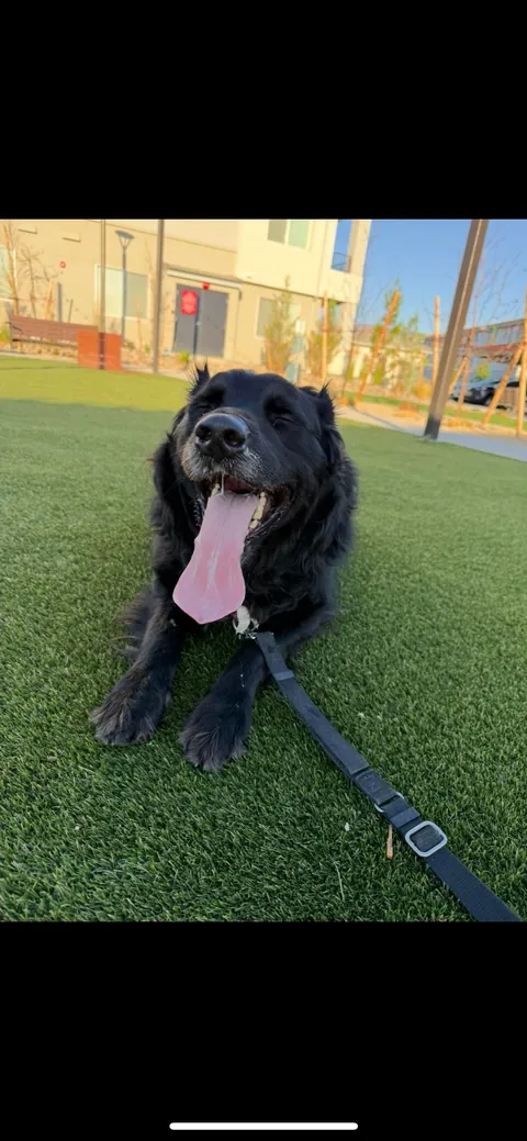 My son Zuko and his long ass tongue