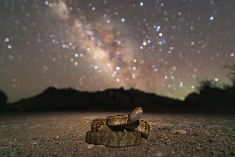 ITAP of a Western Black-Tailed Rattlesnake Beneath the Milky Way