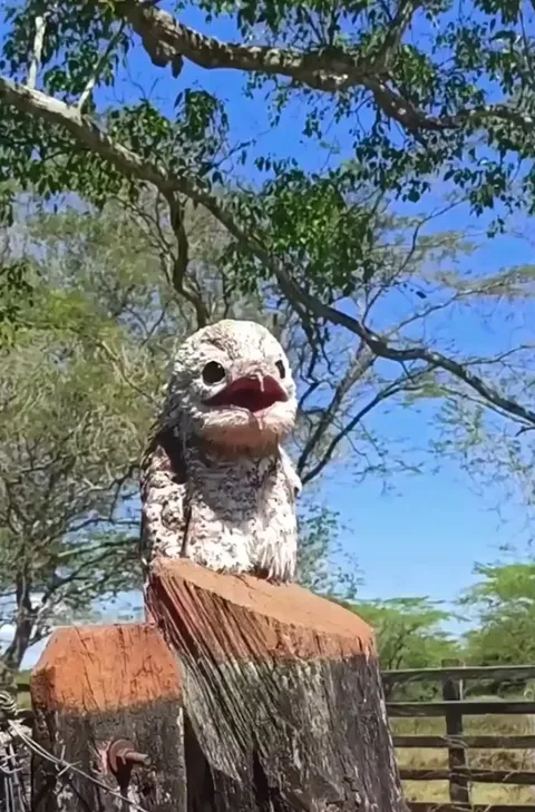 🔥The Potoo bird - their eyes have unusual slits in the lids which allow potoos to sense movement even when their eyes are closed.