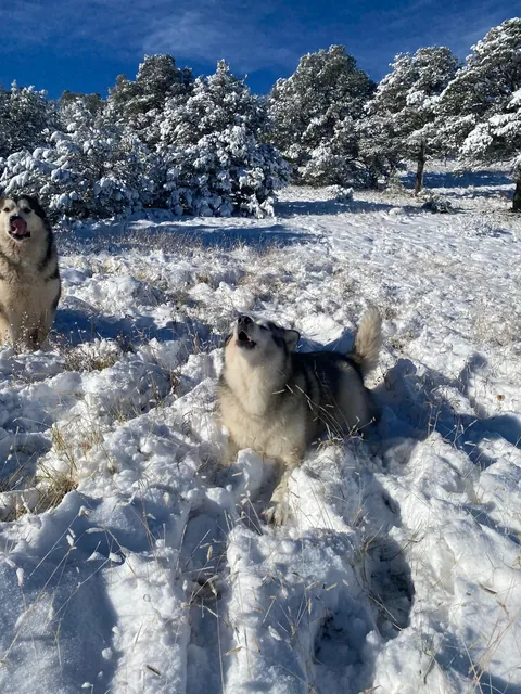 heckin S N O W ⛄️❄️