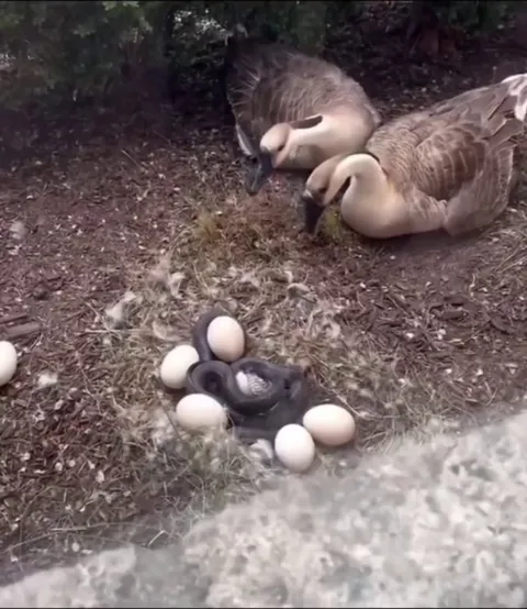 Man saving goose eggs from snakes