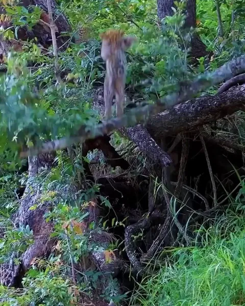 Playful cub tries to belly flop mom