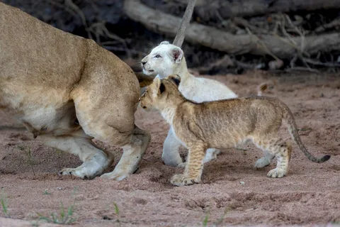 🔥 The only white lion cub in the wild!
