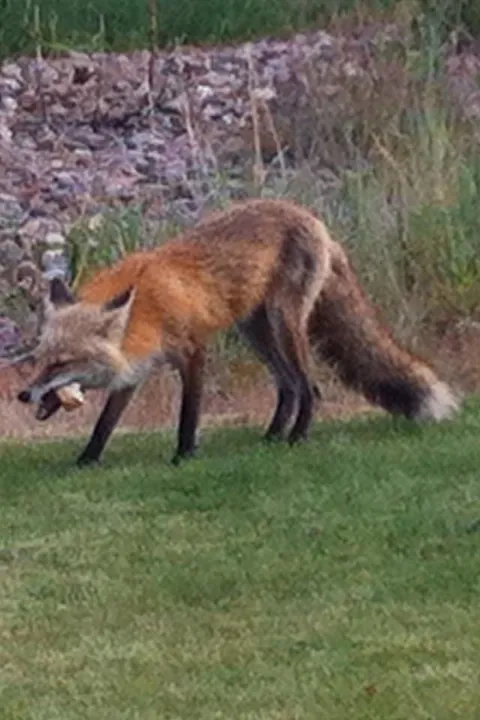 🔥These guys showed up in my yard one day. I took pic to vet as I thought they looked ill. Vet confirmed it was mange— which could kill them