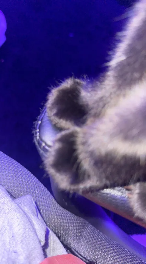 I tamed a feral cat at work (she chose me) and now she's my best friend