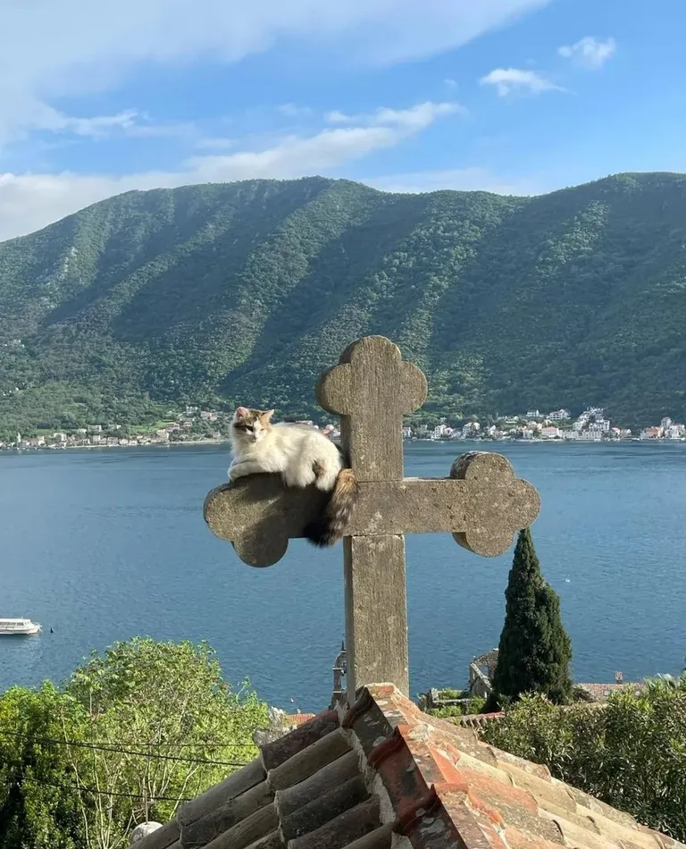 Cat resting on a cross of Orthodox church in Perast, Montenegro [photographer unknown]