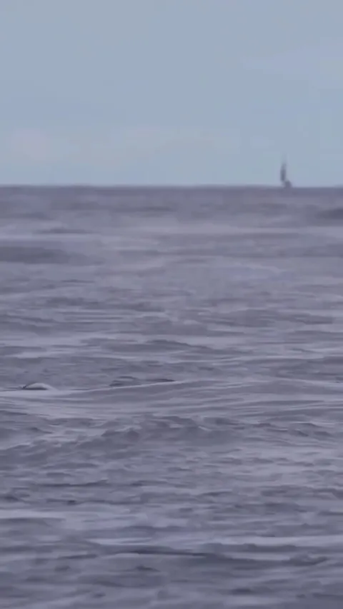 🔥Bluefin Tuna on the Hunt - they have been recorded at up to 680 kg (1,500 lb) and clocked at speeds reaching 43-44mph (70-71kmh).