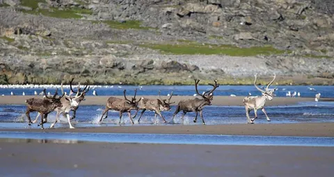 🔥 This herd of bachelor males enjoying a day at the beach 