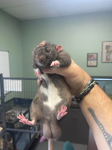 Final update:  Unsure if Fat or Pregnant