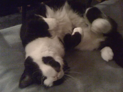 My cat of 17 years finally departed for heaven earlier this morning