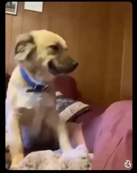 The adopted dog can’t hide her happiness