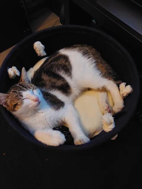 Never thought the cat distribution system would pick me. Sweet girl is sleeping in the bed I got for her