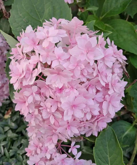 One of my Hydrangea blooms