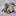 Smol Sea Lion Resting its Head