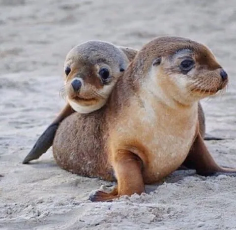 Smol Sea Lion Resting its Head