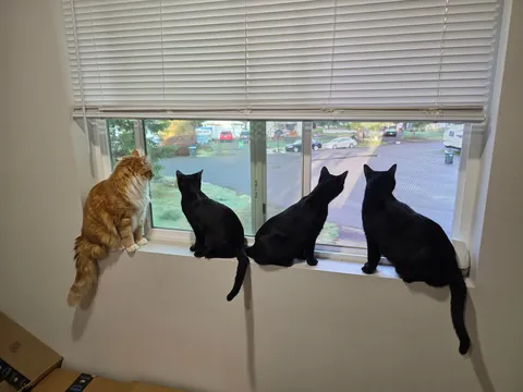 1 year with since I brought this girl home, pregnant with 5 kittens