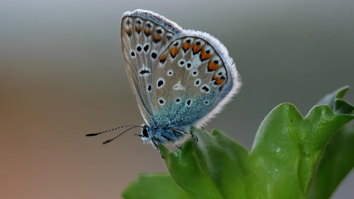 Arrived on my Window. Toook a picture. And it left.