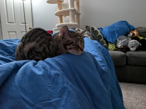 My beautiful tabby Spring, with tiny Lynx tips