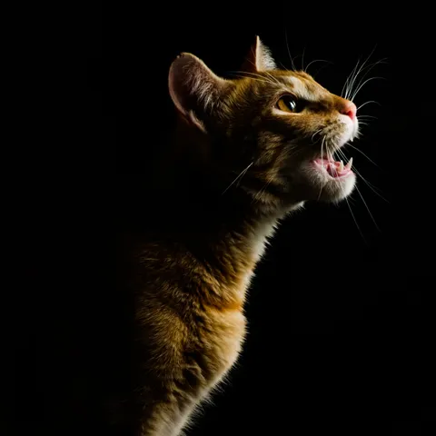 [Newbie] Trying out flash photography for the first time. Is there anything that I may have missed or can do better for these types of shots?