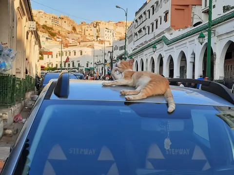 Morocco is in fact run by cats