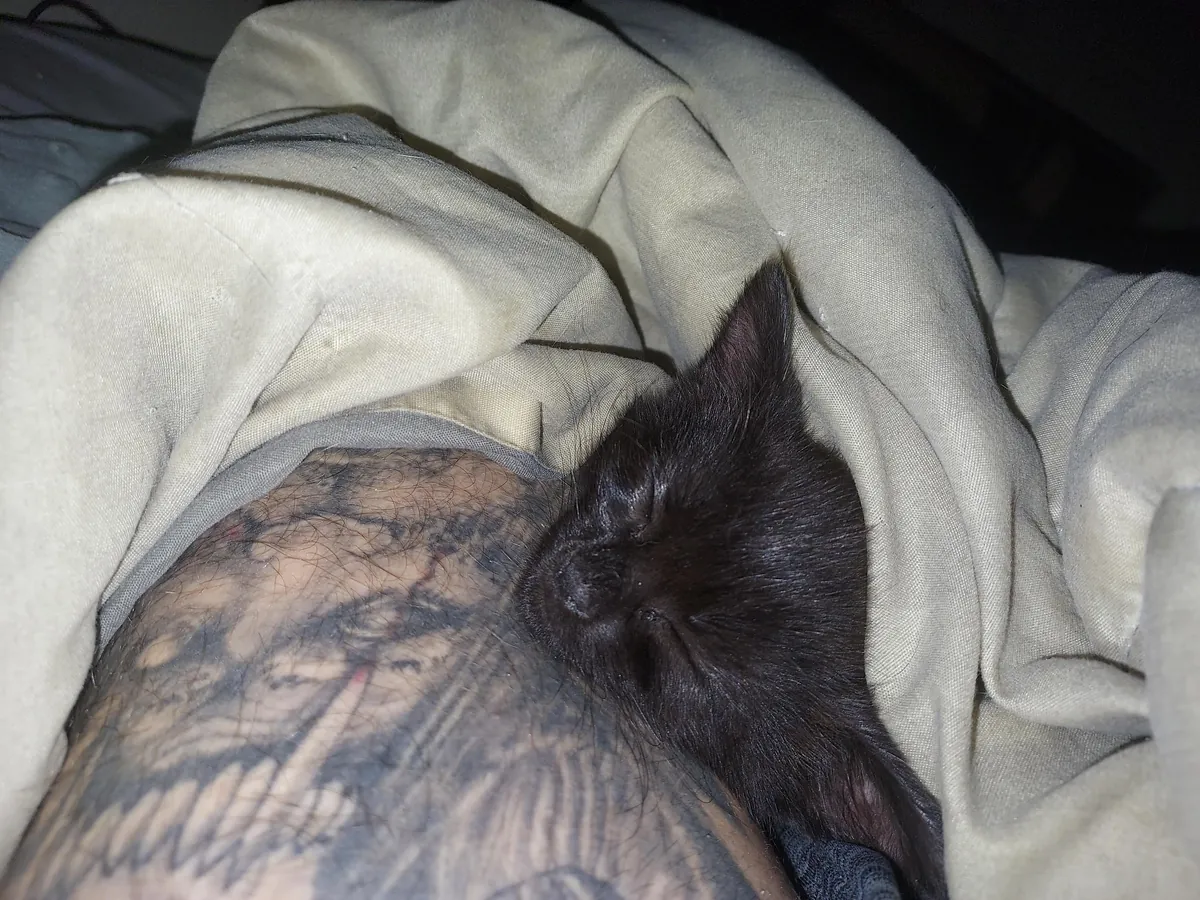 Void kitty I snatched from a job site after she was almost ran over.