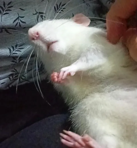 Cleaning the stinky human