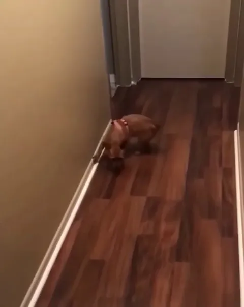 what has the dog done..