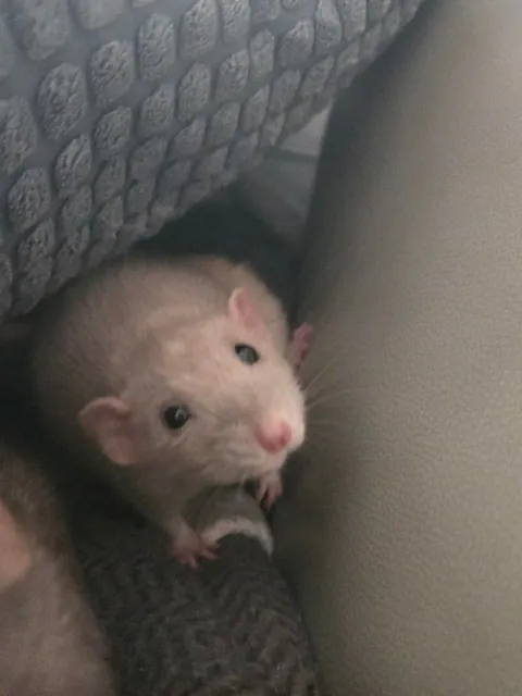 Doby is 2 years old today!!!!